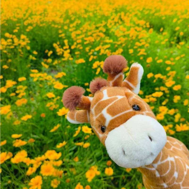 Very Soft Giraffe Plush Toy Fo - Kids Toys Very review and price